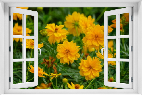 Fototapeta Naklejka Na Ścianę Okno 3D - Close-up of Cosmos bipinnatus flower blooming in the field