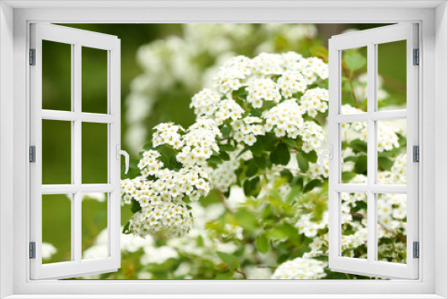 Fototapeta Naklejka Na Ścianę Okno 3D - White flowers of blooming rowan tree, outdoors