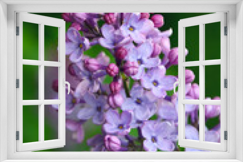 Fototapeta Naklejka Na Ścianę Okno 3D - Bunch of purple flowers lilac