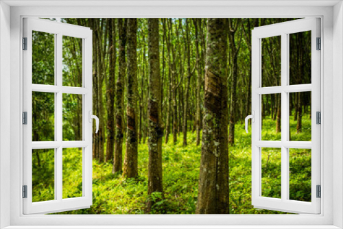 Fototapeta Naklejka Na Ścianę Okno 3D - row of para rubber tree