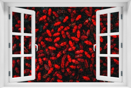 A significant gathering of crimson insects Seen from above