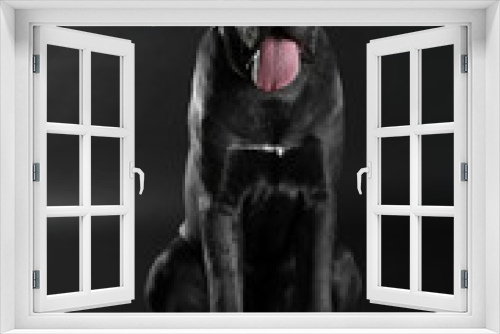 Fototapeta Naklejka Na Ścianę Okno 3D - Cane corso italiano dog on black background