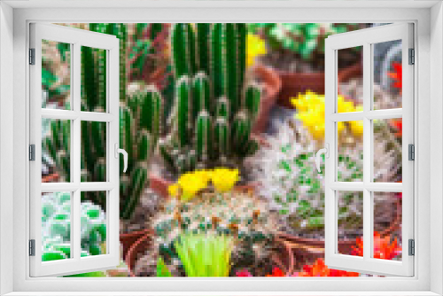 Fototapeta Naklejka Na Ścianę Okno 3D - Various blossoming cactuses at an exhibition of cactuses and succulents