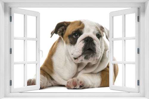 Fototapeta Naklejka Na Ścianę Okno 3D - English Bulldog lying in front of a white background