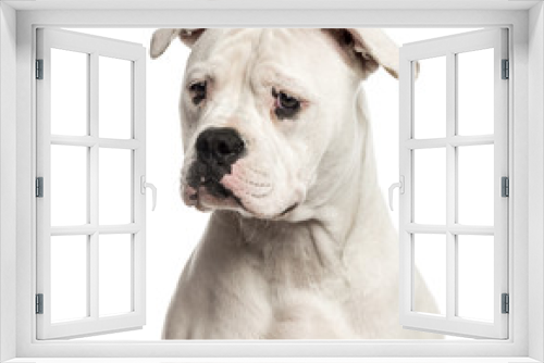 Fototapeta Naklejka Na Ścianę Okno 3D - Close-up of an American Bulldog in front of a white background