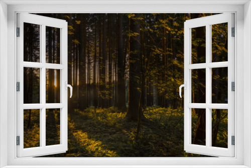 Fototapeta Naklejka Na Ścianę Okno 3D - Sunset in the forest