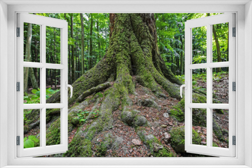 Fototapeta Naklejka Na Ścianę Okno 3D - old tree in forest
