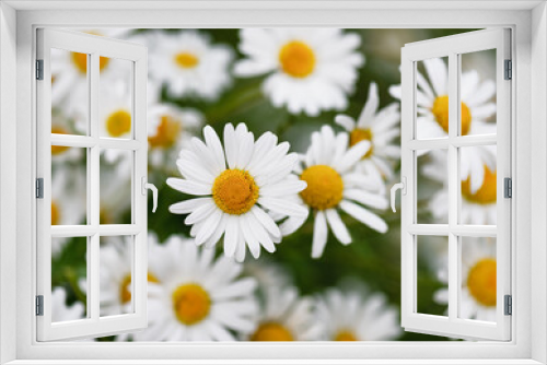 Fototapeta Naklejka Na Ścianę Okno 3D - Top view of beautiful white ox-eye or dog daisies in full bloom in the wind in the cottage garden. Selective focus. (Leucanthemum vulgare)
