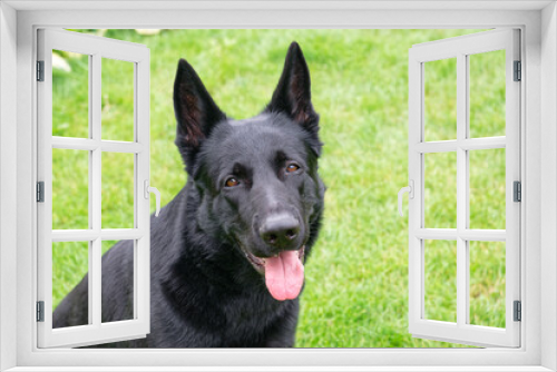 Fototapeta Naklejka Na Ścianę Okno 3D - Black German shepherd