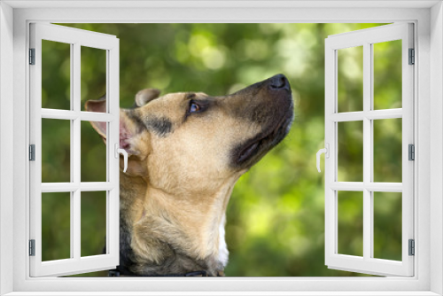 Fototapeta Naklejka Na Ścianę Okno 3D - Curious Dog Looking Up
