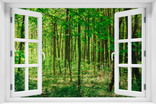Fototapeta Naklejka Na Ścianę Okno 3D - Green Deciduous Forest Summer Nature. Sunny Trees And Green Gras