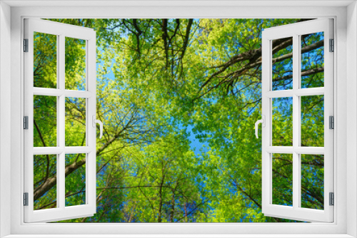 Fototapeta Naklejka Na Ścianę Okno 3D - Sunny Canopy Of Tall Trees. Sunlight In Deciduous Forest, Summer