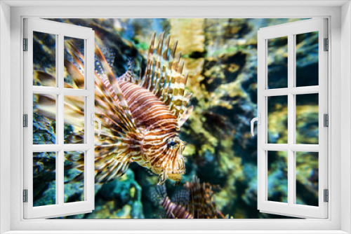 Fototapeta Naklejka Na Ścianę Okno 3D - Lionfish or Pterois miles