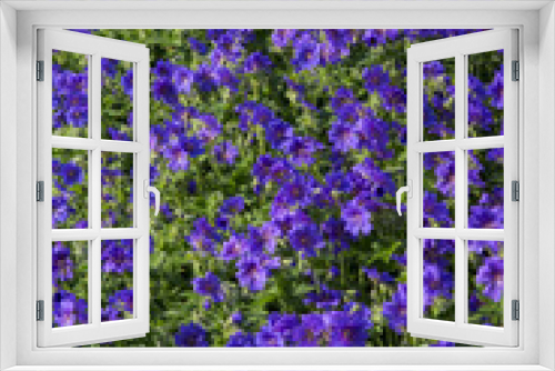 Fototapeta Naklejka Na Ścianę Okno 3D - violet flowers