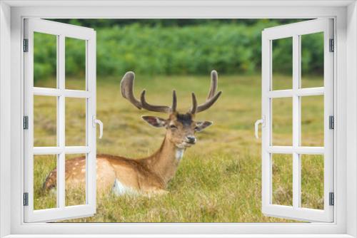Fototapeta Naklejka Na Ścianę Okno 3D - A buck resting in a meadow