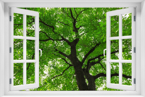Fototapeta Naklejka Na Ścianę Okno 3D - forest trees， nature green backgrounds