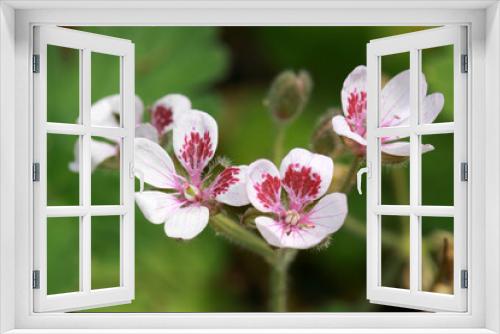 Fototapeta Naklejka Na Ścianę Okno 3D - Erodium guttatum flowers