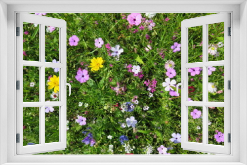 Fototapeta Naklejka Na Ścianę Okno 3D - Blumenwiese