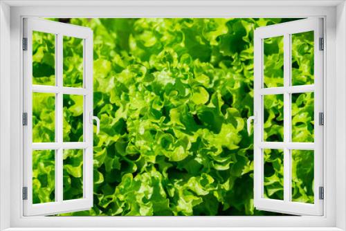 Fototapeta Naklejka Na Ścianę Okno 3D - Lettuce salad
