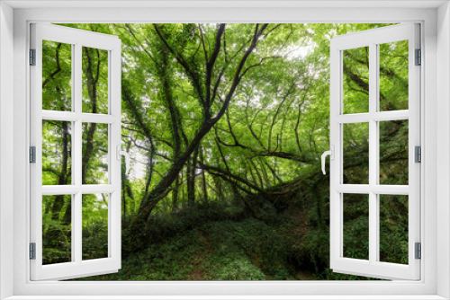 Fototapeta Naklejka Na Ścianę Okno 3D -  Hornbeam temperate forest