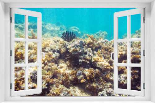Fototapeta Naklejka Na Ścianę Okno 3D - Underwater seabed reef background