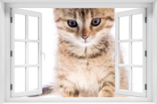 Fototapeta Naklejka Na Ścianę Okno 3D - the cat