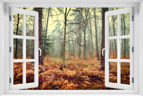 Fototapeta Naklejka Na Ścianę Okno 3D - Vintage photo of autumn forest