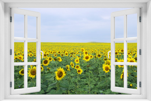 Fototapeta Naklejka Na Ścianę Okno 3D - sunflower field