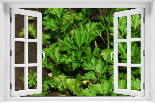 Fototapeta Naklejka Na Ścianę Okno 3D - Fresh herbs growing in garden