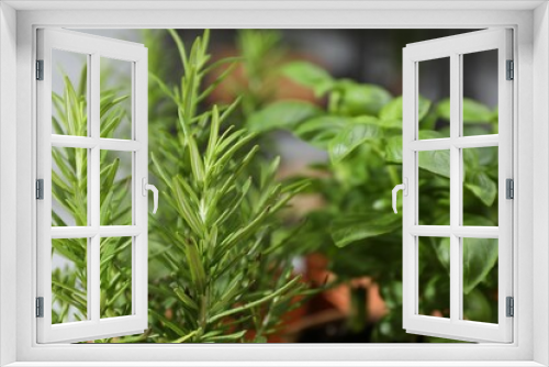 Fototapeta Naklejka Na Ścianę Okno 3D - Potted herbs. Basil and rosemary growing indoors, closeup