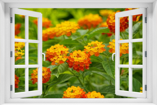 Fototapeta Naklejka Na Ścianę Okno 3D - Close-up of colorful Lantana camara flowers blooming