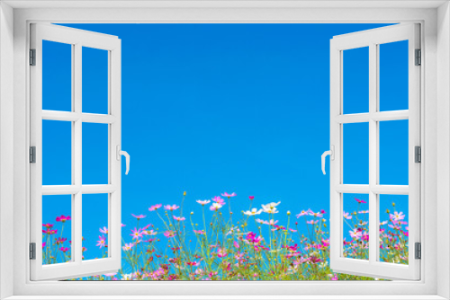 Fototapeta Naklejka Na Ścianę Okno 3D - Cosmos flowers in the garden on blue sky