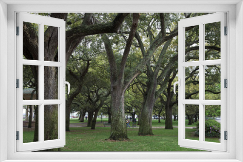 Fototapeta Naklejka Na Ścianę Okno 3D - Live Oak Trees in Charleston, SC