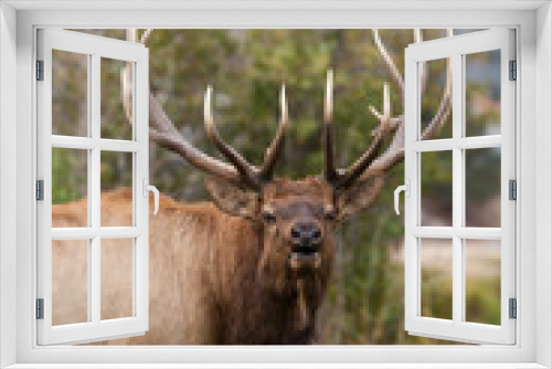 Fototapeta Naklejka Na Ścianę Okno 3D - Bull Elk Bugling in the Rut