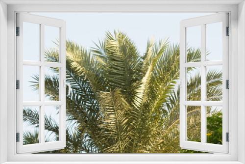 Fototapeta Naklejka Na Ścianę Okno 3D - Palm trees