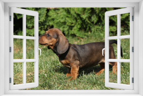 Fototapeta Naklejka Na Ścianę Okno 3D - Dachshund puppy in the garden