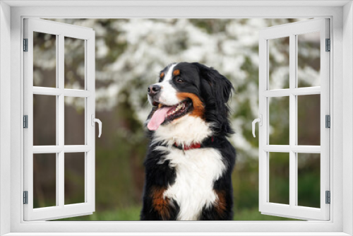 Fototapeta Naklejka Na Ścianę Okno 3D - bernese mountain dog portrait in a collar outdoors in spring