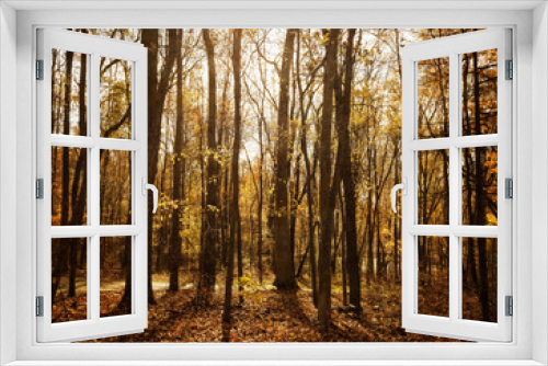 Fototapeta Naklejka Na Ścianę Okno 3D - Sunlit Forest