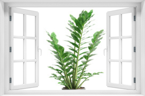 Fototapeta Naklejka Na Ścianę Okno 3D - 3d illustration of Zamioculcas zamifolia plant isolated on transparent background