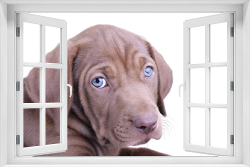 Fototapeta Naklejka Na Ścianę Okno 3D - Brown Pup