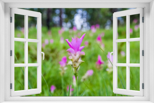 Fototapeta Naklejka Na Ścianę Okno 3D - Curcuma alismatifolia or siam tulip.