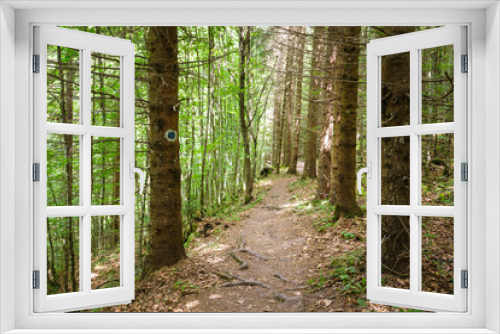 Fototapeta Naklejka Na Ścianę Okno 3D - Marked trail through a pine forest