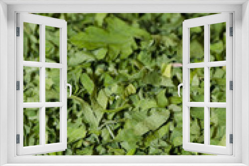 Fototapeta Naklejka Na Ścianę Okno 3D - Dry parsley(Petroselinum hortense) used as herb, spice and vegetable.