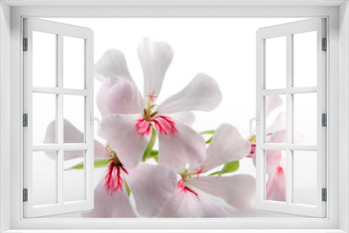 Fototapeta Naklejka Na Ścianę Okno 3D - Geranium Flowers