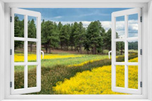 Fototapeta Naklejka Na Ścianę Okno 3D - Flower Filled Meadow.