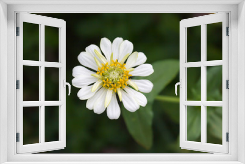 Fototapeta Naklejka Na Ścianę Okno 3D - lovely white flower zinnia on nature background