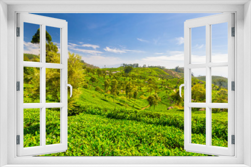 Fototapeta Naklejka Na Ścianę Okno 3D - Tea plantation green landscape in Sri Lanka