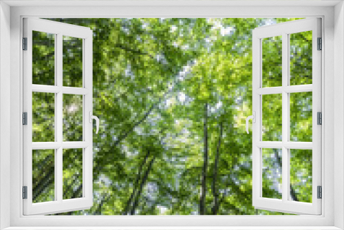 Fototapeta Naklejka Na Ścianę Okno 3D - Vertigo under trees