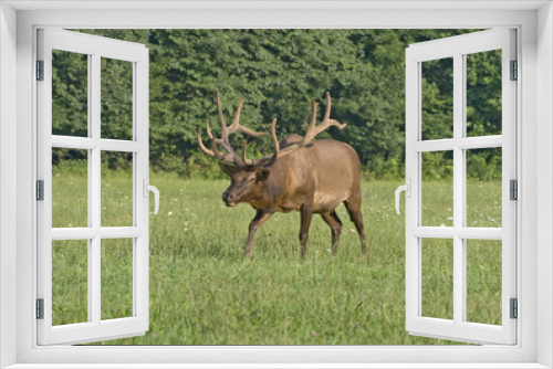 Fototapeta Naklejka Na Ścianę Okno 3D - Charging Bull Elk in Late Evening Light