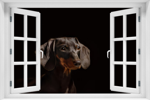 Fototapeta Naklejka Na Ścianę Okno 3D - Portrait of dog breed short haired dachshund